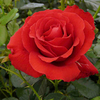 Rose Plant - Carris