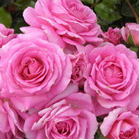 Rose Plant - Celebrating Life