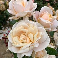 Rose Plant - Champagne Moment