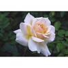 Rose Plant - Chandos Beauty