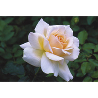 Rose Plant - Chandos Beauty