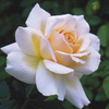 Rose Plant - Chandos Beauty
