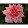 Rose Plant - Channabelle
