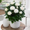 Rose Plant - Christmas Rose
