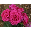 Rose Plant - Claire Marshall