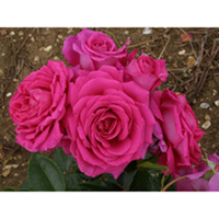 Rose Plant - Claire Marshall