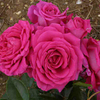 Rose Plant - Claire Marshall