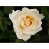 Rose Plant - Commonwealth Glory
