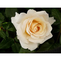 Rose Plant - Commonwealth Glory