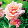 Rose Plant - Compassion