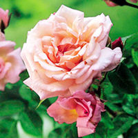 Rose Plant - Compassion