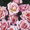 Rose Plant - Compassion