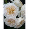 Rose Plant - Cream Abundance