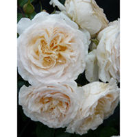 Rose Plant - Cream Abundance