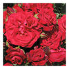 Rose Plant - Cumberland