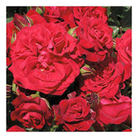Rose Plant - Cumberland