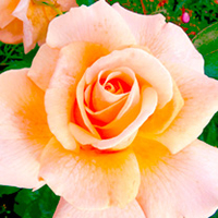Rose Plant - Debbie Phillips