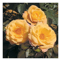 Rose Plant - Della Balfour