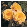 Rose Plant - Della Balfour