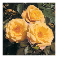 Rose Plant - Della Balfour