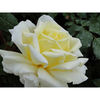 Rose Plant - Diamond Days