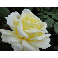 Rose Plant - Diamond Days