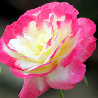 Rose Plant - Double Delight