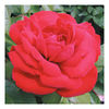 Rose Plant - Dublin Bay