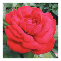 Rose Plant - Dublin Bay