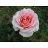 Rose Plant - East Park