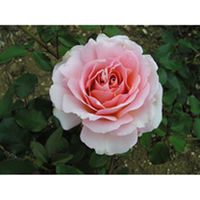 Rose Plant - East Park