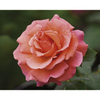 Rose Plant - Easy Does It
