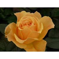 Rose Plant - Easy Going