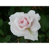 Rose Plant - Elizabeth Casson