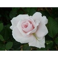 Rose Plant - Elizabeth Casson