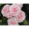 Rose Plant - Elizabeth Finn