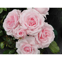 Rose Plant - Elizabeth Finn