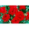 Rose Plant - Ena Harkness