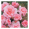 Rose Plant - Equity