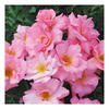 Rose Plant - Esperanza
