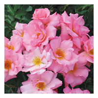Rose Plant - Esperanza