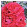 Rose Plant - Faithful