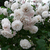 Rose Plant - Felicite et Perpetue