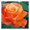 Rose Plant - Fellowship