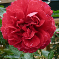 Rose Plant - Fetzer Syrah