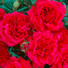 Rose Plant - Fetzer Syrah Rose