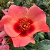 Rose Plant - For Your Eyes Only