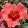 Rose Plant - For Your Eyes Only