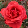 Rose Plant - Fragrant Cloud