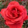 Rose Plant - Fragrant Cloud